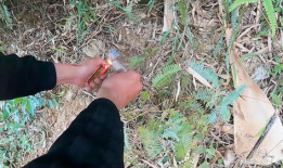 鞭炮炸老鼠视频,一场惊心动魄的除鼠行动