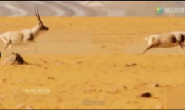 驴交配视频,自然繁殖的奇妙瞬间